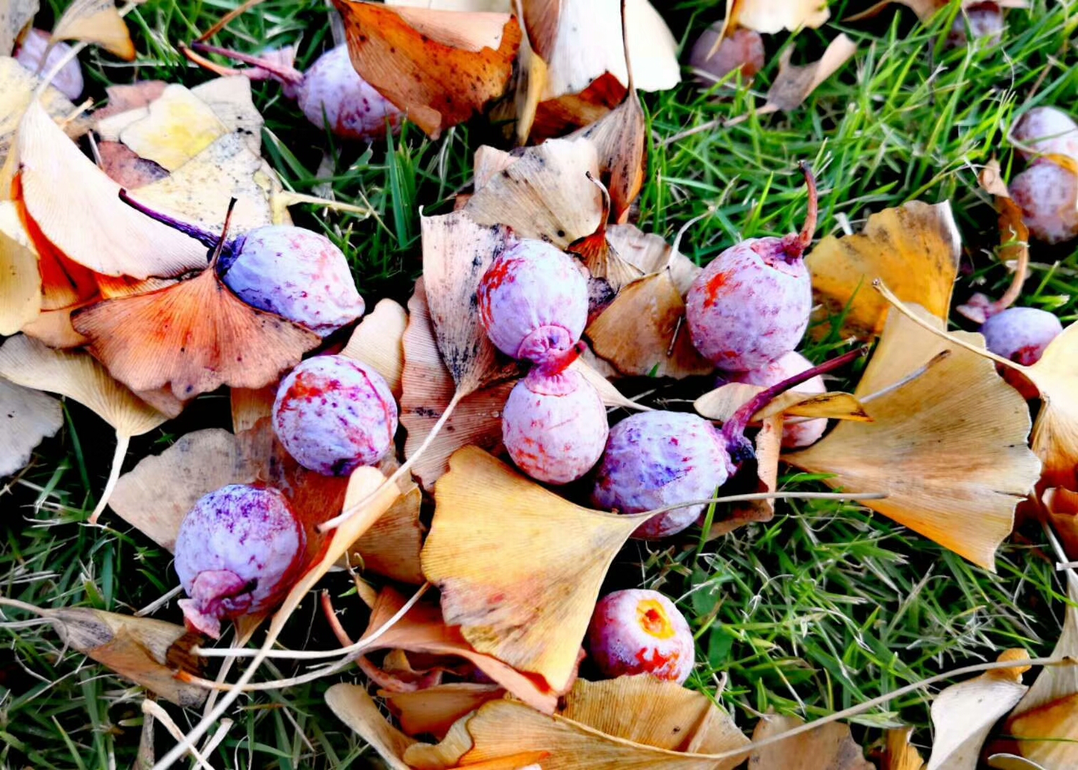 mmexport1541063451756